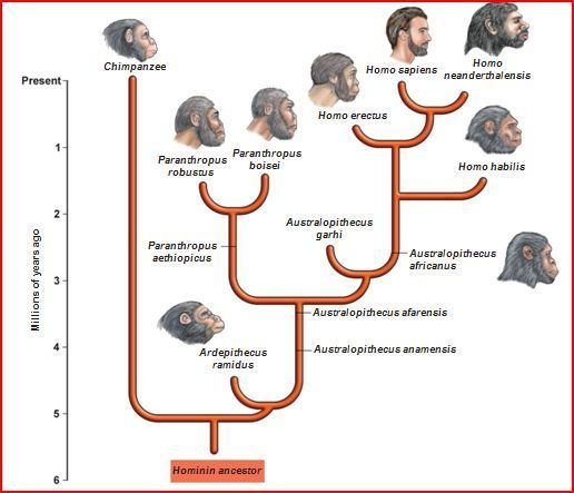 Close-up of Homo Sapiens Evolutionary Tree | Free Xenon